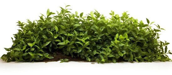 Wall Mural - green bush on isolated background
