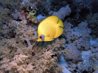 Wall Mural - A Masked butterflyfish Chaetodon semilarvatus