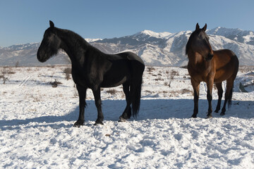 Wall Mural - horses in the snow