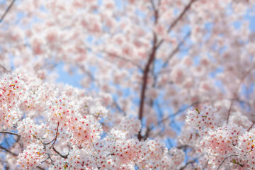 Cherry blossom  flower in spring for background or copy space for text