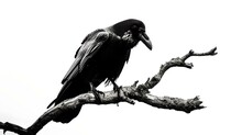 Silhouette Of A Crow Perched On A Bare Branch, Black And White Photo. Artistic Wildlife Image With High Contrast. AI