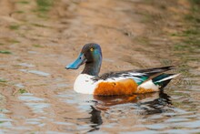 Shoveler (Spatula Clypeata) Swimming In A Shallow Puddle Of Water
