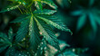 Hanfblatt, Hanfpflanze in der Natur. Legalisierung von Cannabis. 