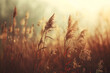 Close up meadow with golden herbal wheat on a blurred background. Clearing with wild grass, ears and wildflowers on sunset. Natural pastoral rural landscape. Sunny summer or autumn nature banner. 