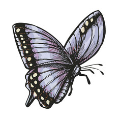 Wall Mural - Marker Butterfly Isolated Hand Draw.