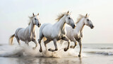 Fototapeta Konie - White Arabian horses wet