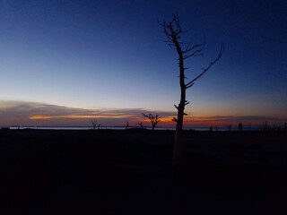 silhouettes of lonely trunk in a sunset