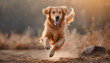 Golden retriever playing and running outdoor