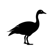 Black Color Silhouette Of A Canada Goose