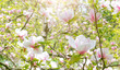 Magnolia flowers with elegant petals blooming in spring fabulous green garden, mysterious fairy tale springtime floral sunny background with magnoliaceae bloom, beautiful nature park landscape.