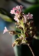 pink,small,fragrant flowers of Viburnum Farreri tree