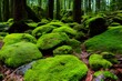 © neoreo - Moss Covered Rocks in The Forest