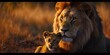 Father lion with baby cub. Parenting concept in the animal kingdom