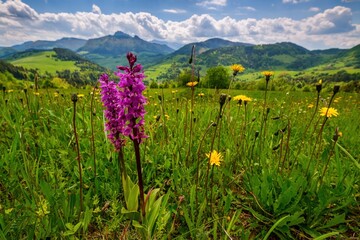 Poster - Meadow full of beautiful mountain flowers in the background of the Mala Fatra mountains. Discover the spring beauty of the mountains.