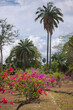 Botanic gardens park tropical flowers and trees in bloom colorful