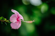 Pink hibiscus tropical flower plant in bloom green backdrop elegant