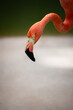 Caribbean flamingo head and neck close up red and pink