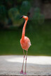Caribbean flamingo in open enclosure making eye contact red pink