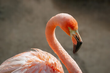 Wall Mural - Caribbean flamingo head and neck close up red and pink