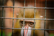 Mandrill in a cage staring looking at the camera captivity