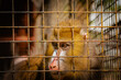 Mandrill in a cage staring in the distance looking away