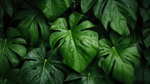 Green Leaf Tropical. Top View Of Wet Tropical Green Leaves Background. Nature Background. Wallpaper