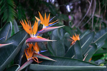 Orange Bird Of Paradise Flowers On Green Leaves Background. Strelitzia