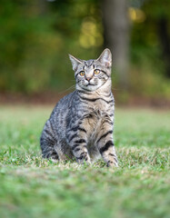 Canvas Print - Portrait of cute tabby kitten