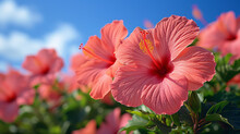 A Vibrant Red Hibiscus Flower Blooms Against A Backdrop Of A Clear Blue Sky With Wispy White Clouds. The Lush Green Leaves And Buds Suggest A Thriving Plant, Capturing The Essence Of A Serene.