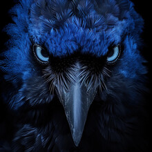 The Face Of A Crow With Blue Feathers On Black Background