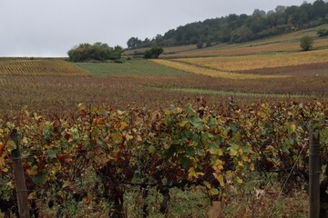 Sticker - Vineyards in France 