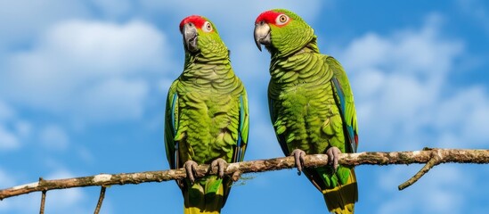 Poster - Two green parrots with colorful feathers are perched on a tree branch, their wings ready to embrace the vast sky above.