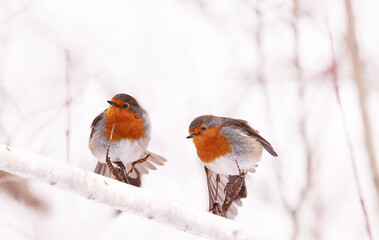 Wall Mural - Two robins lost in drifts of white snow