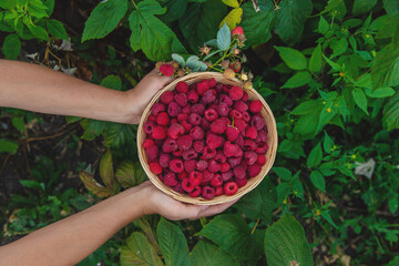 A woman harvests raspberries in the garden. Selective focus.