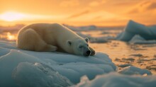 A Baby Polar Bear Sleeping On A Loose Iceberg At Sunrise. A Small Bear Sleeping Peacefully In The Middle Of The Icy Expanse Of The Arctic.