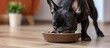 French Bulldog eating from bowl on floor.