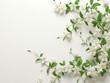 Fleurs sur fond blanc : vision minimaliste d'un galant de nuit, cestreau nocturne, jasmin de nuit (cestrum nocturnum / night blooming jasmine)