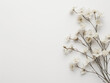 Fleurs sur fond blanc : vision minimaliste de fleurs de cerisiers sur leur branchage