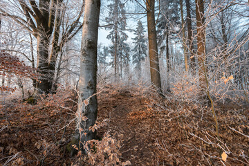 Wall Mural - Evening forest in winter or late autumn  - wide ngle view