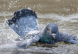 Colorful iridescent wild pigeon splashes and flaps in the water, while bathing in a Central Park pond in New York City.