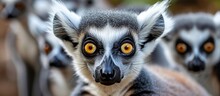 A Cluster Of Lemurs, Terrestrial Animals, Stands Side By Side, Gazing Towards The Camera With Their Expressive Eyes And Distinct Iris Patterns.