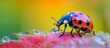 An electric blue ladybug, a type of beetle and insect, perches on a pink flower adorned with water droplets, providing an exquisite view for macro photography enthusiasts.