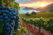 huge vineyards with large bunches of grapes, wine production, fields, a tractor, where the sun is shining and the sea is on the horizon