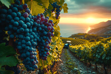 Huge Vineyards With Large Bunches Of Grapes, Wine Production, Fields, A Tractor, Where The Sun Is Shining And The Sea Is On The Horizon