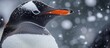 A Gentoo penguin, a flightless bird, with a carmine-orange beak, stands gracefully in the snowy habitat, showcasing its adaptability as a terrestrial water bird.