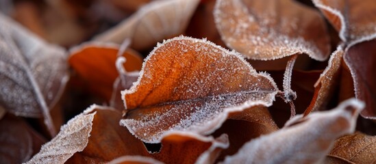 Sticker - A close-up of frost-covered leaves, resembling a mesmerizing pattern in macro photography.