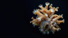 Star Coral In The Solid Black Background