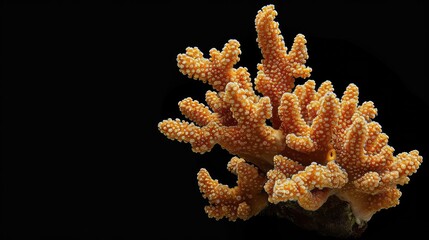 Wall Mural - Montipora Coral in the solid black background,