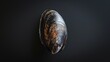 Mussel in the solid black background