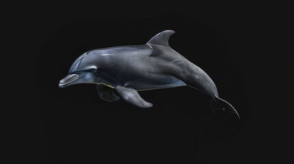 Wall Mural - Bottlenose Dolphin in the solid black background
